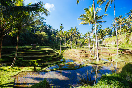 Preview: Rice Fields Near Ubud Bali Indonesia