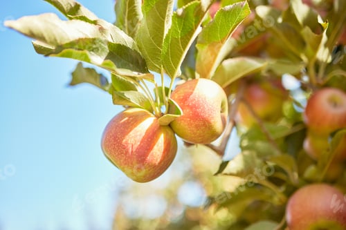 Preview: Apple, fruit and trees with produce on a farm for sustainability or organic agriculture outdoor in