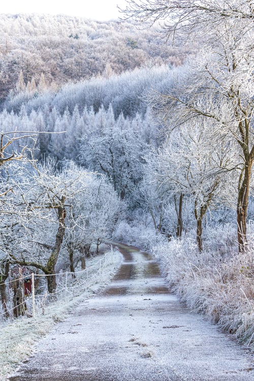 Preview: Agricultural dirtroad through a snow covered forest.