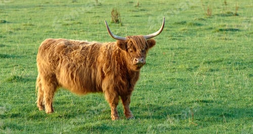 Preview: Highland cows