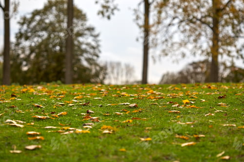Preview: Fallen autumn leaves in the park