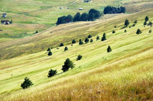 Preview: Scenic view of a grassy slope with trees. Zlatibor Mountain, Serbia