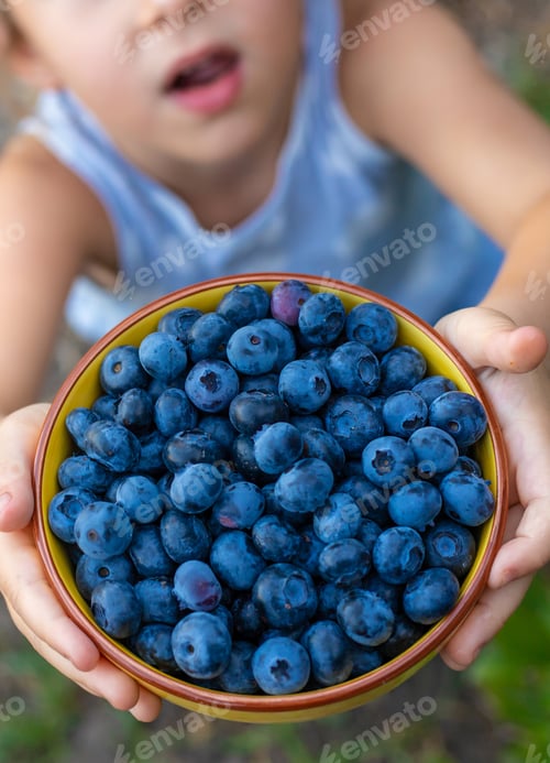 Preview: Blueberry harvest in a child hands. Selective focus.