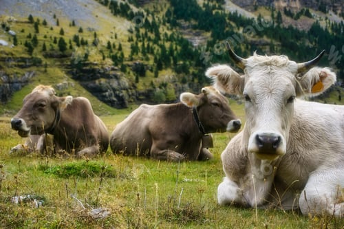 Preview: Life in the countryside