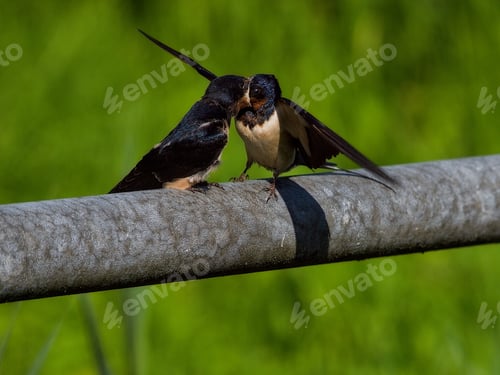 Preview: Two tiny birds sitting on a pole's railing