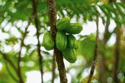 Preview: Bilimbi fruits hanging on a branch with green leaves background