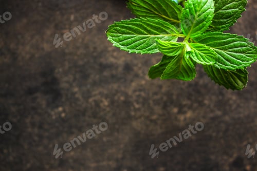 Preview: Mint, Fragrant Green Petals (Food Decoration) Menu Concept. Food Background. Copy Space. Top View