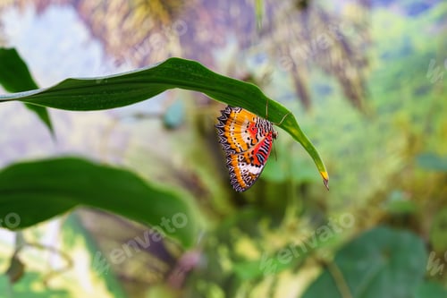 Preview: Cethosia Biblis, The Lacewing Biblis Or Red Lacewing Butterfly Sitting On Leaf In Outdoor Garden