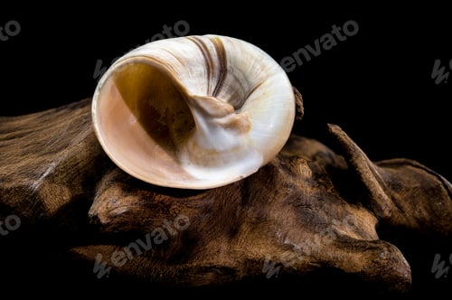 Preview: Polymita picta or Cuban painted snail shell on black background
