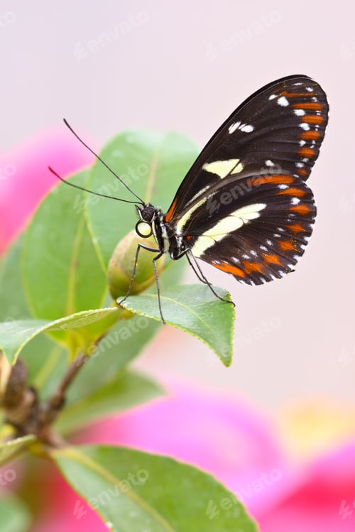 Preview: Tropical colorful butterfly among pink and yellow camellia flowers.