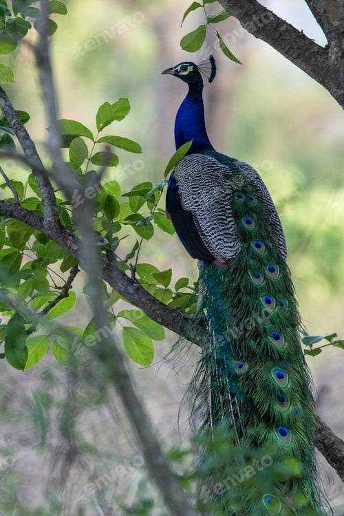 Preview: vertical Indian peacock resting on a tree branch in a forest
