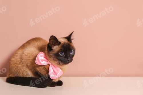 Preview: Adorable Thai cat with bow on white counter near pink wall, space for text