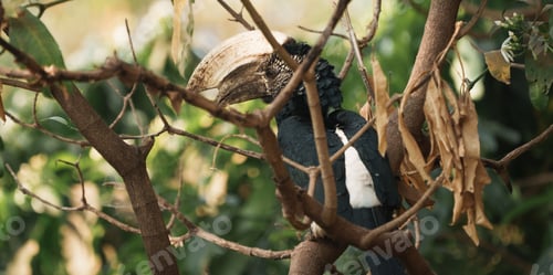 Preview: Silvery-cheeked hornbill perching on branch in lake manyara national park