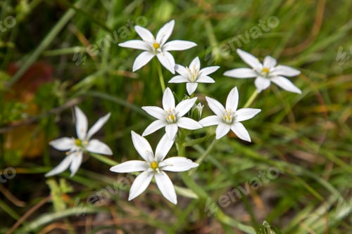 Preview: Ornithogalum umbellatum. Wild flowers in their natural environment.