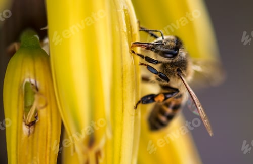 Preview: insect