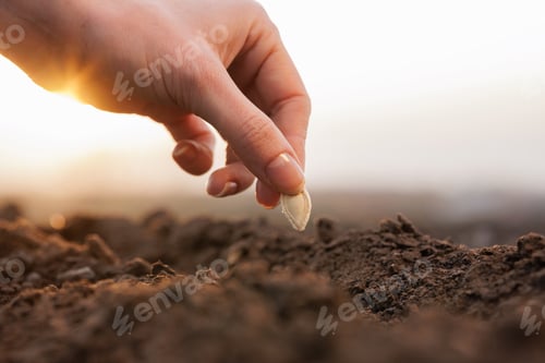 Preview: Hand sowing seed into soil at dawn, representing farming, nature, and new beginnings.