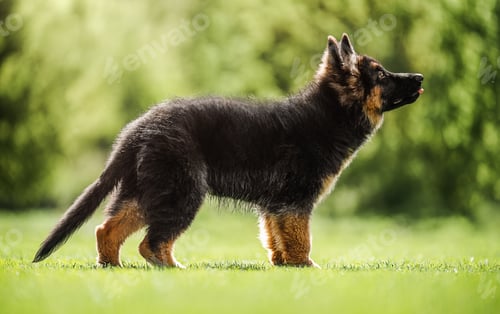 Preview: Adorable German Shepherd puppy standing on fresh green grass in soft natural light.