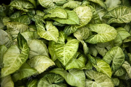Preview: Arrowhead vine (Syngonium podophyllum) from Bali Island