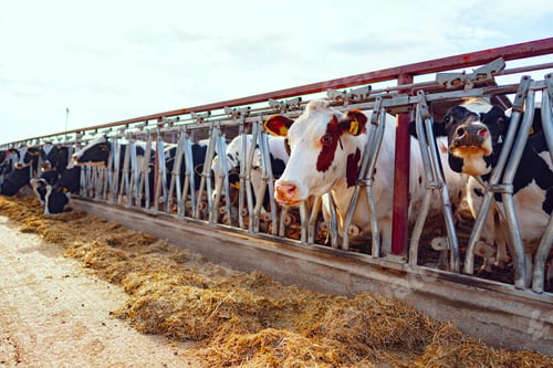 Preview: Large cowshed with milky cows on the farm