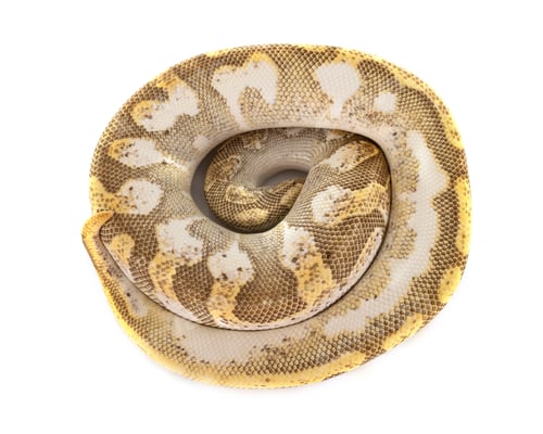 Preview: Ball python in studio