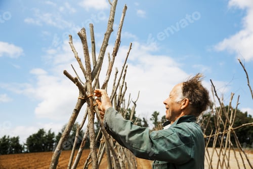 Preview: A man tying in poles in a line of bean pole supports.