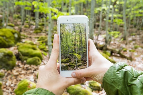 Preview: Crop traveler taking photo of forest on smartphone