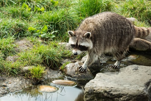 Preview: raccoon walking in the green grass
