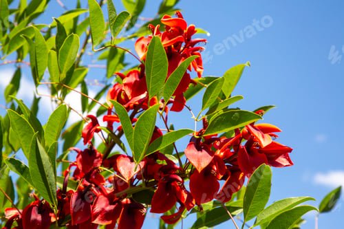 Preview: Erythrina crista - galli or red Dadap flower closeup on tree.