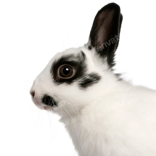 Preview: Close-up of Dalmatian rabbit, 2 months old, Oryctolagus cuniculus, in front of white background