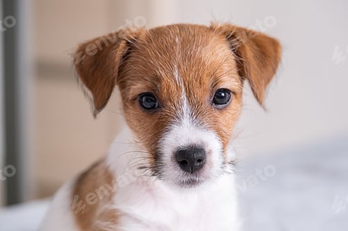 Vorschau: Süßer kleiner Jack Russell Terrier-Welpe.