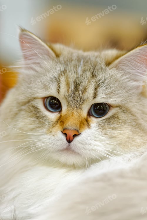 Preview: Young Ragamuffin cat