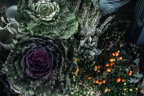 Preview: Top-down view of ornamental cabbages, white heather, and orange-berried plant