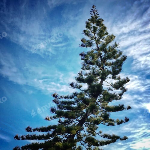 Preview: One of my favorite trees in San Diego