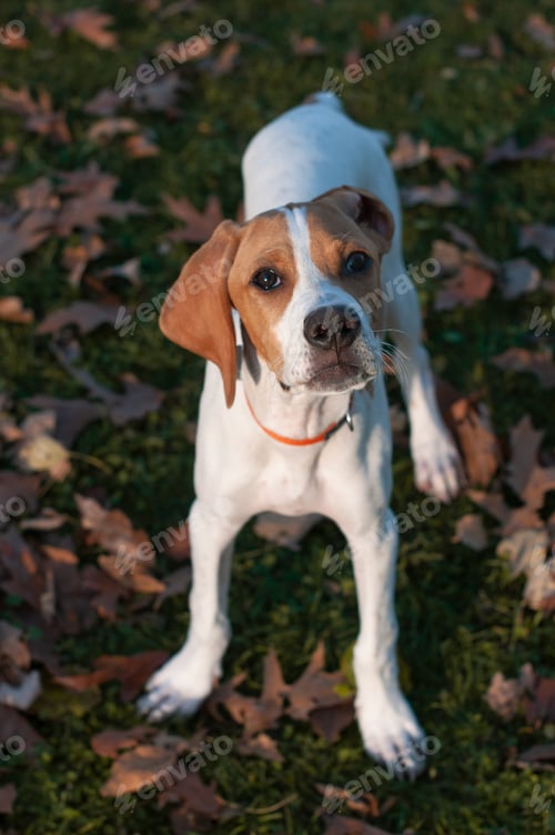 Happy Dog Looks Up on Grassy Leafy Ground