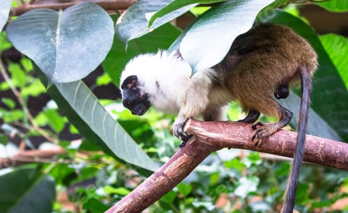Preview: Pied Tamarin on a Tree Branch