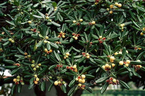 Preview: Yellow seed pods among the green foliage of a Japanese cheese wood bush