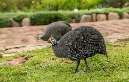Preview: Closeup of Plumed guineafowls in a field under the sunlight with a blurry background