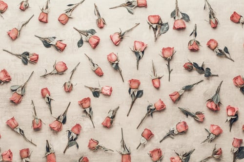 Preview: Flowers valentine day composition. Frame made of pink rose on gray background.