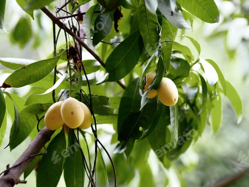 Preview: fruits hanging from a tree branch in a tree area with green leaves