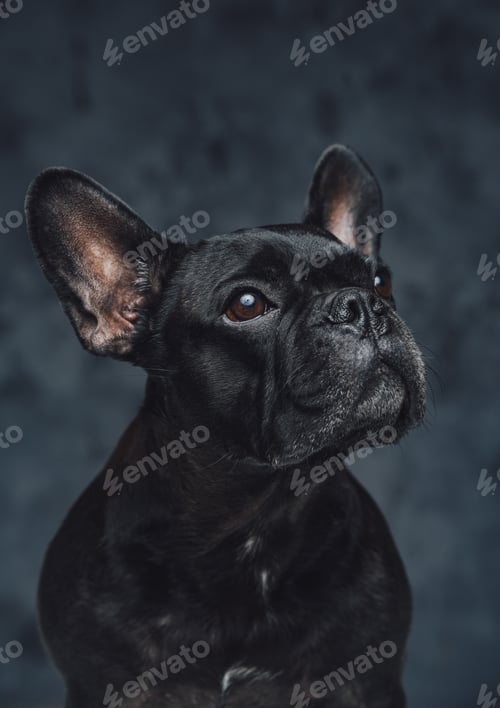 Preview: Purebred black french bulldog posing against dark background