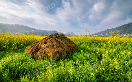 Preview: Blossom Mustard farmland