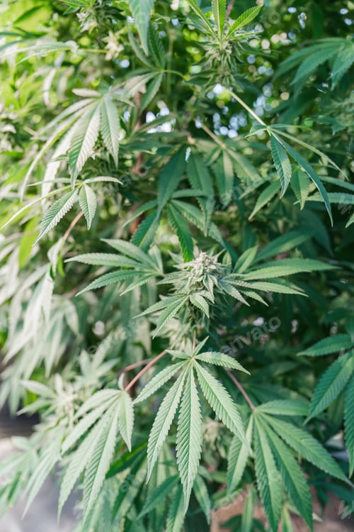 Preview: Cannabis cultivation insights growing techniques greenhouse environment nature secrets indoor