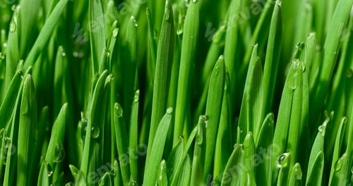 Preview: Green wheat sprouts with water drops, macro