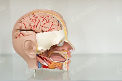 Preview: Anatomical model of a human head in a cut