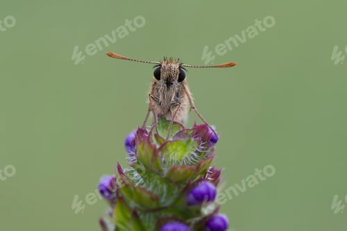 Preview: Small skipper on flower