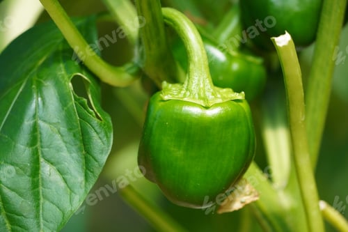 Preview: Green bell pepper growing on a lush green vine, with green leaves in the background