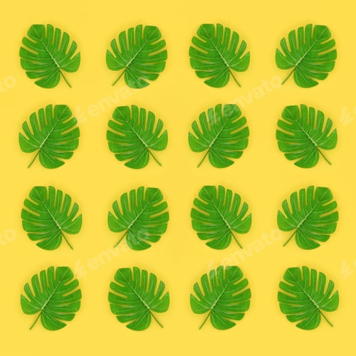 Preview: Tropical palm monstera leaves lies on a pastel colored paper. Nature summer concept pa