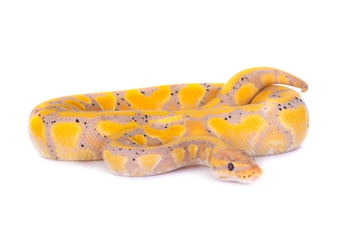 Preview: ball python in studio