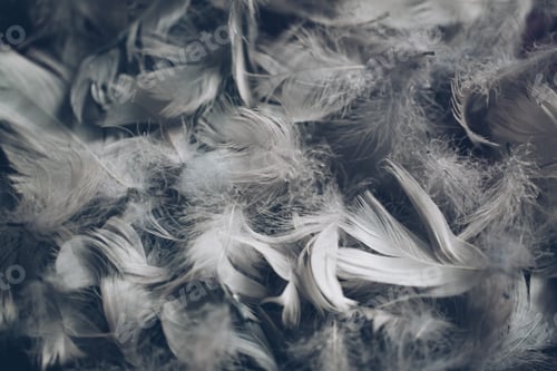 Preview: Soft background with grey feathers.