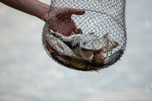 Preview: Fishing. Fish on a hook. Selective focus